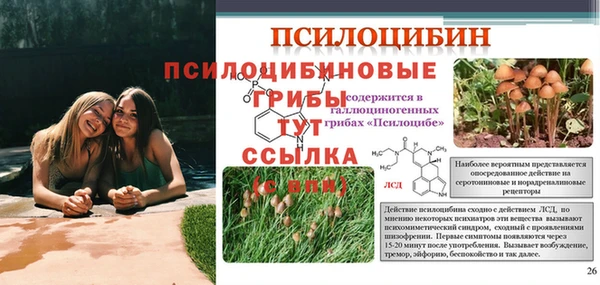 гашик Алексин